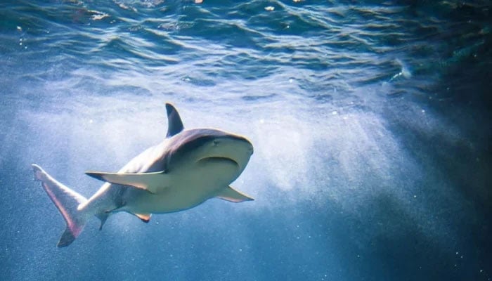 This representational picture shows a shark underwater. — Unsplash/File