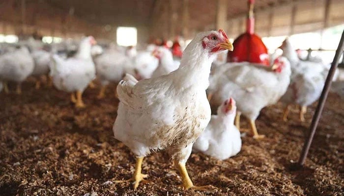 Representational image showing chickens at a poultry farm. — AFP/File