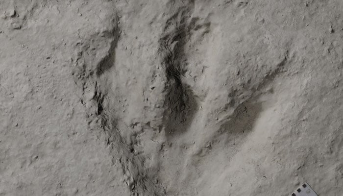 One of the many excavated dinosaur footprints. —University of Birmingham/Dr Luke Meade/File