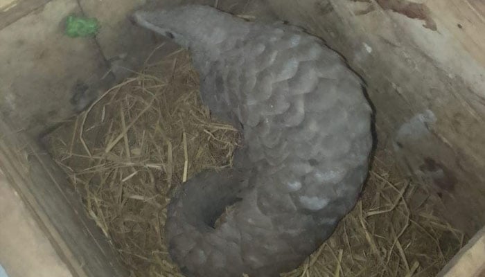 An injured pangolin is undergoing treatment and rehabilitation at the Rescue Centre of the Islamabad Wildlife Management Board seen in this undated image.— Facebook@IWMBMHNP/File