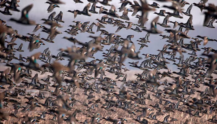 A flock of Common Teal fly across a wetland on a winter day on January 22, 2018. — Reuters