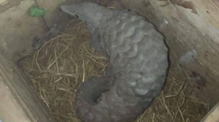 Rescued pangolin released into Margallas after treatment