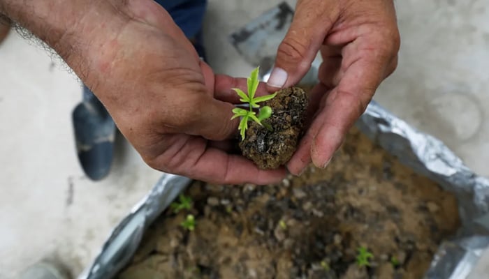 A person holds a small plant in their hand. — Reuters/File