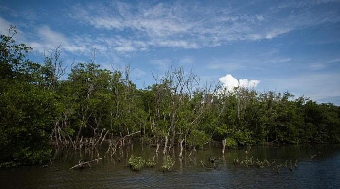 Call for adopting transparency in mangrove forest restoration projects