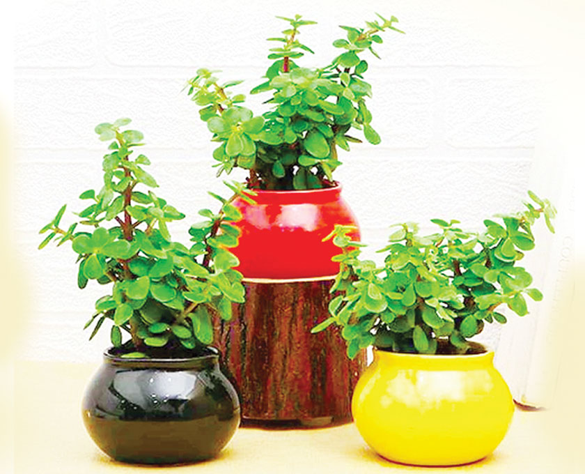 Growing Jade plants