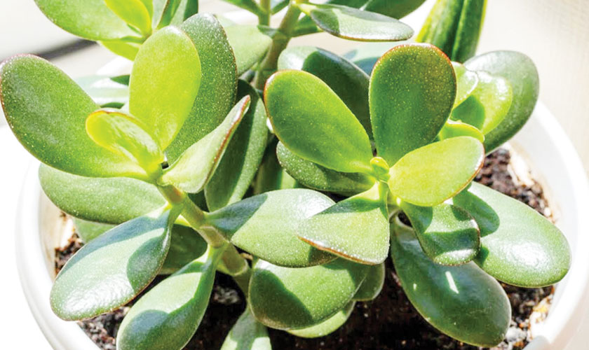 Growing Jade plants