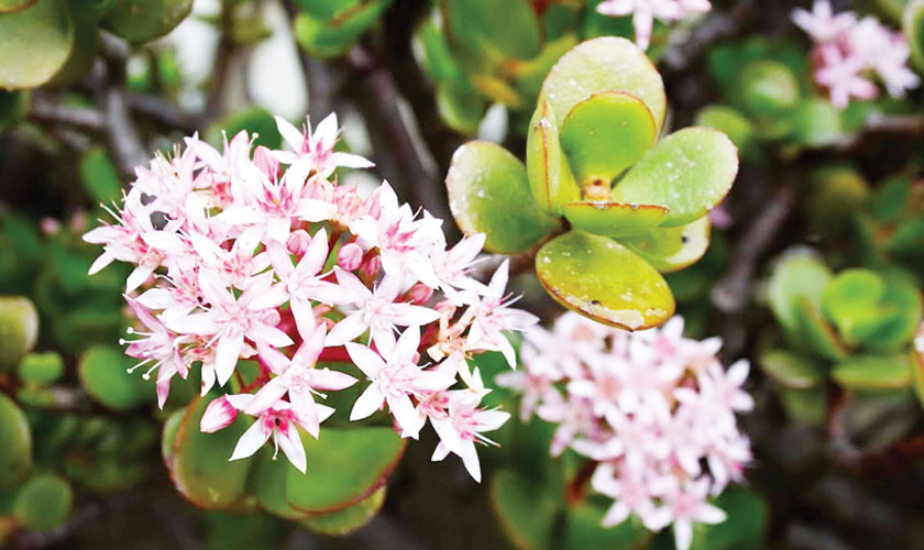 Growing Jade plants