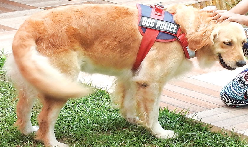 Dog Police