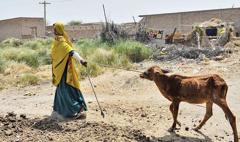 Rural women – the backbone of our economy