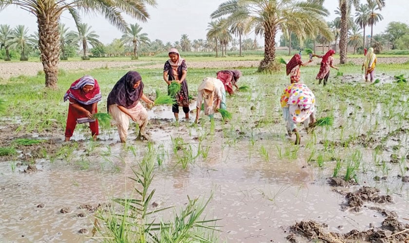 Rural women – the backbone of our economy