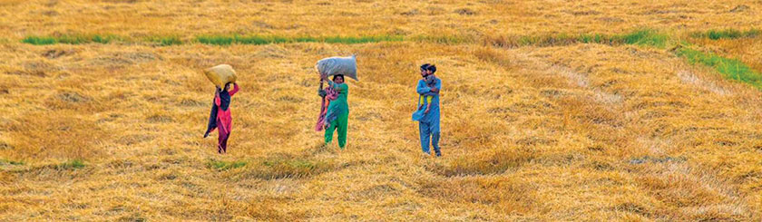 Women in fields - a promise of brighter yields