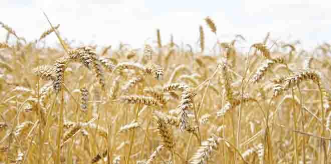 Worry on wheat