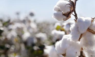 Producing cotton sustainably