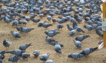 Daana Pani for birds