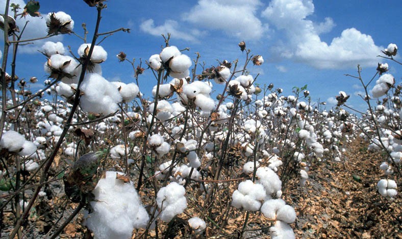 Cotton connection