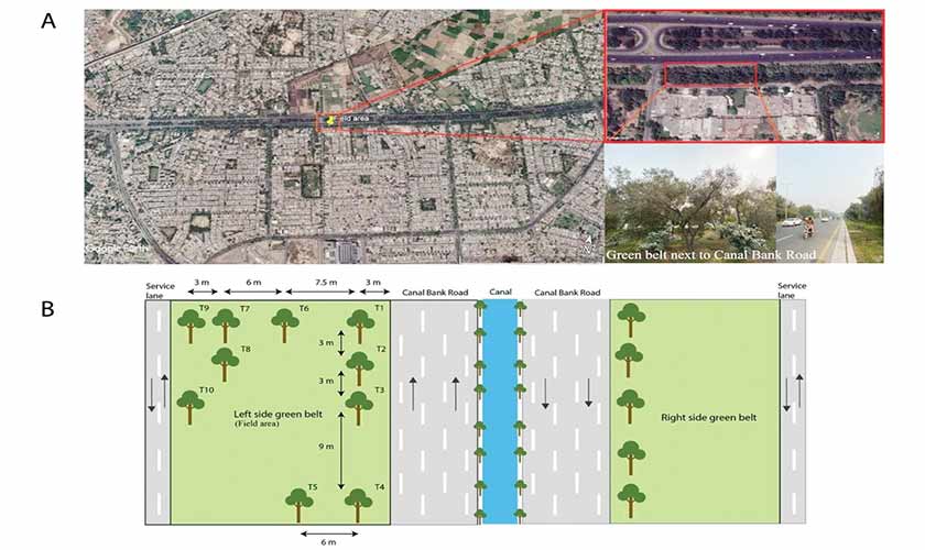 Figure 1 shows the area of study, location of sampled trees and their distance from Canal bank road and the service lane (adopted from Sheikh et al., 2021).