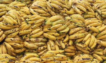 Making sense of banana republics