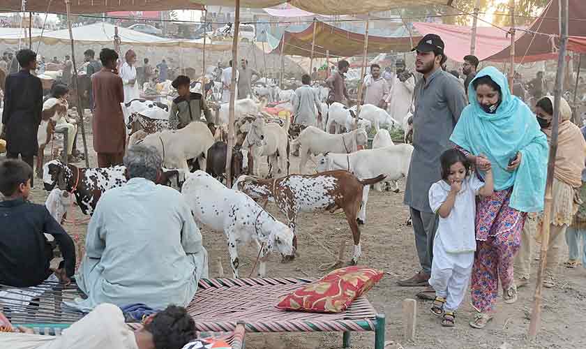 The children should not be brought to the cattle market.— Photo by Rahat Dar