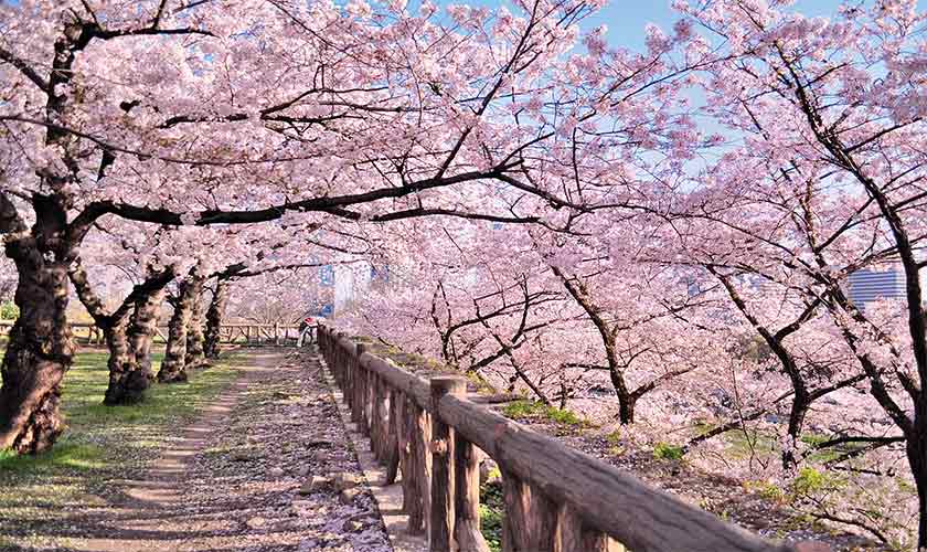 Cherry blossoms, or sakura, are iconic in Japan and symbolise cultural identity.