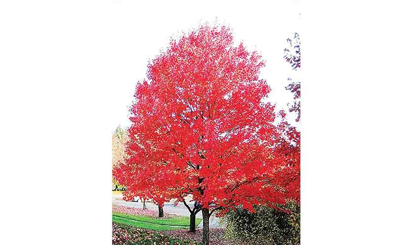 The D.C., Virginia, and Maryland areas showcase meticulously maintained trees.