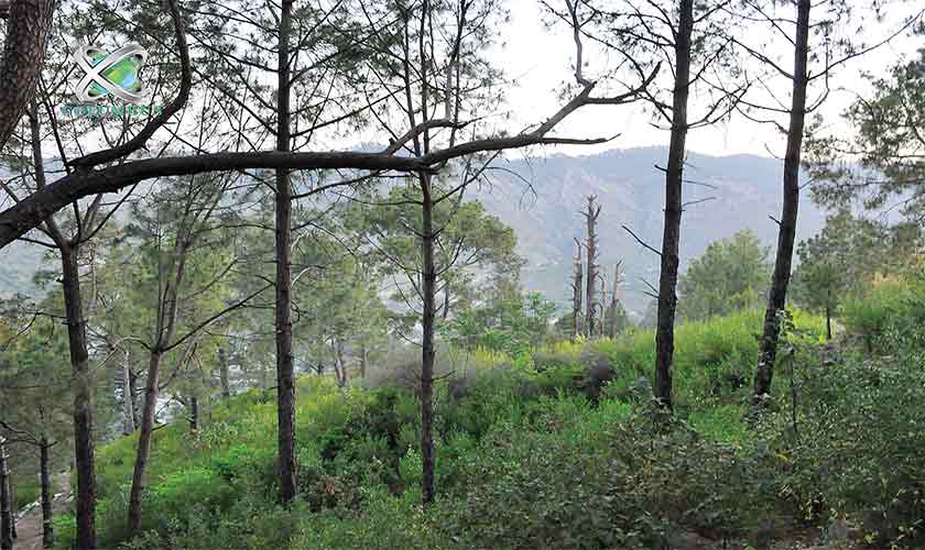 In the 1960s, landscape consultants advised planting trees on the Margalla Hills south face.