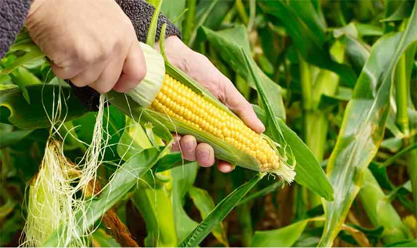 Harvesting a future