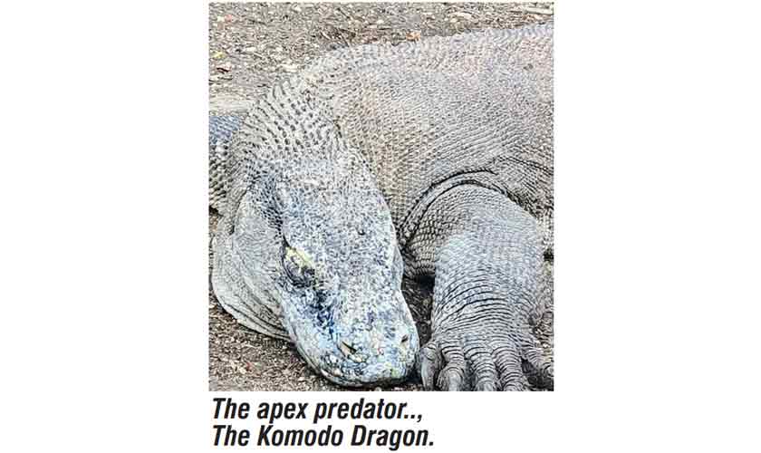 Eye to eye with  a Komodo