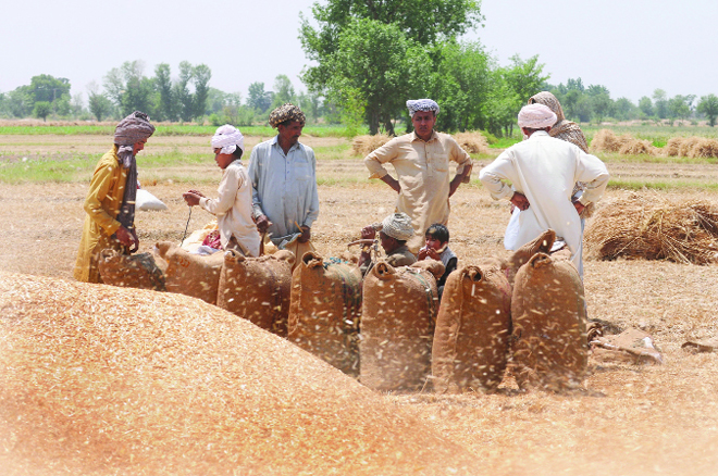 Rains and storm: Hundreds of farmers in Central Punjab have suffered loss to their crop.