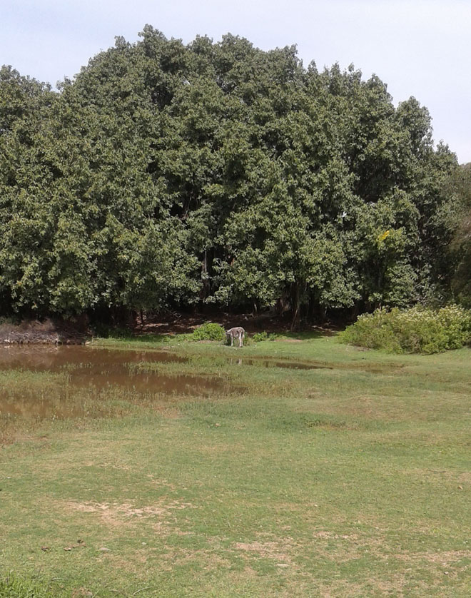 The massive banyan complex.