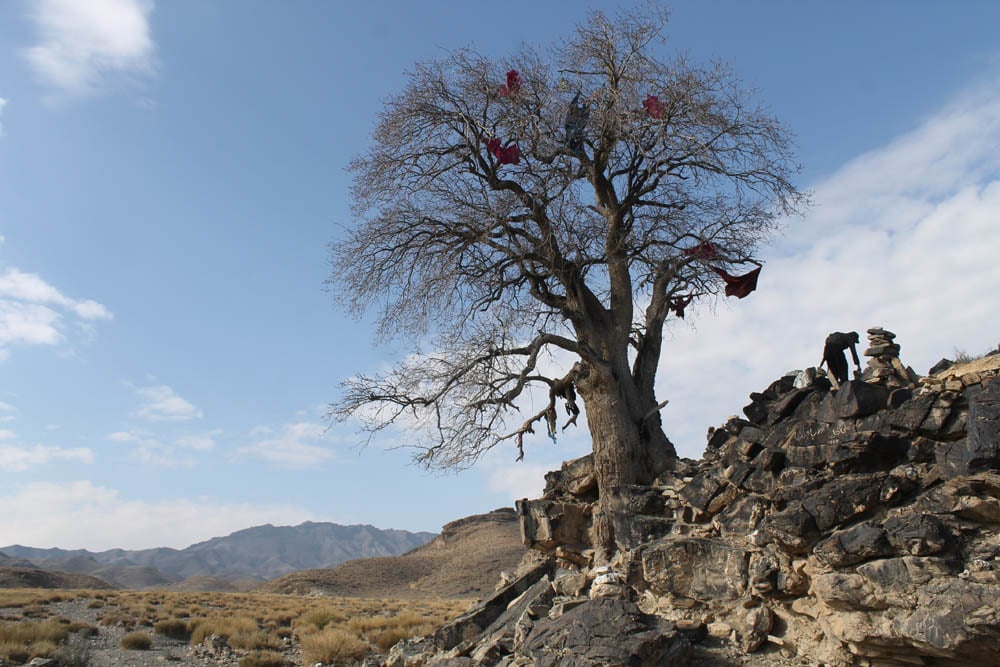 The revered lonely tree in Chinu Khwa.