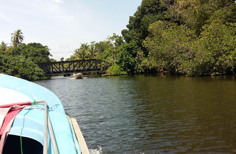 Boatride throuugh the mangrove forset.