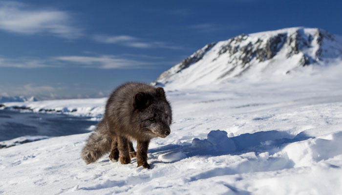 Fox crosses Arctic to reach Canada from Norway in record time