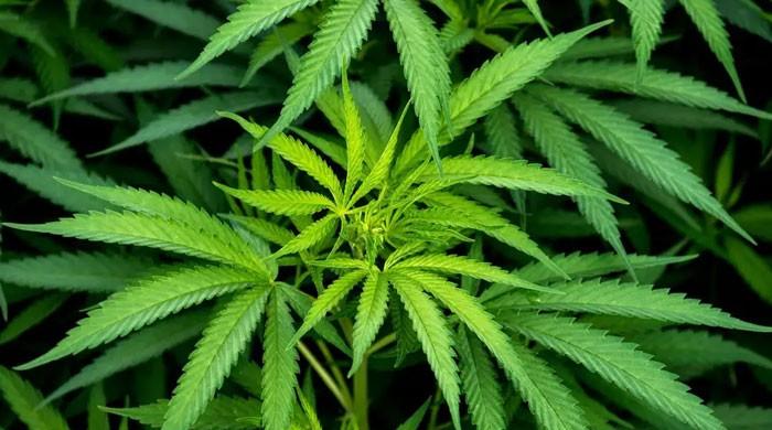 Zambia to allow medicinal cannabis