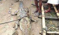 Indian village holds crocodile hostage, demands ransom