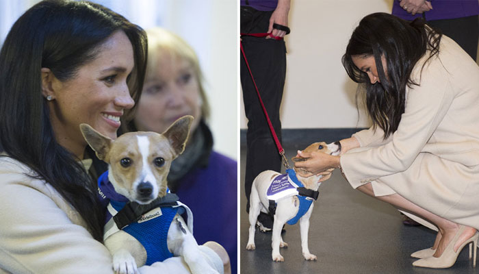 Meghan Markle thanks animal lovers for supporting pet charity close to ...