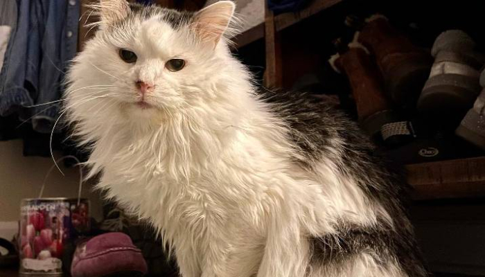 Pot Roast, a cat with nearly 1 million followers on the video-sharing app TikTok, has died