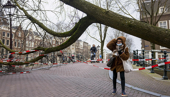 A pedestrian walks past a fallen tree beside the side of a canal in Amsterdam on February 18, 2022. — AFP