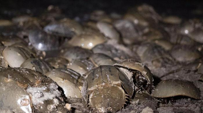 Horseshoe crabs: 'Living fossils' vital for vaccine safety