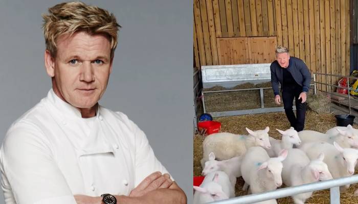 Gordon Ramsay under fire for choosing lamb to slaughter and eat in a viral TikTok video