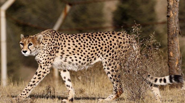 Cheetahs to arrive in India for Modi's birthday