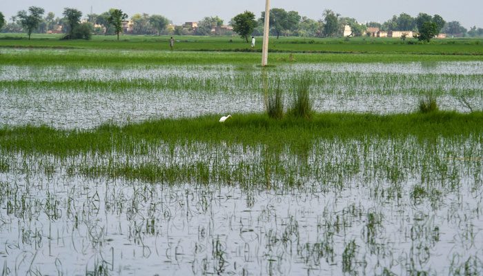 This picture taken on August 26, 2022 shows a general view of rice crops damaged by flood waters due to heavy monsoon rains in Jacobabad, Sindh province of Pakistan. — AFP/File