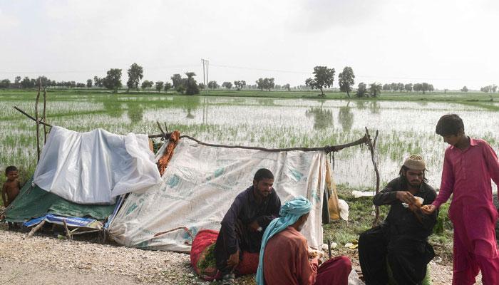 In this picture taken on August 26, 2022, flood-affected people sit beside damaged rice crops after heavy monsoon rains in Jacobabad, Sindh province of Pakistan. — AFP/File