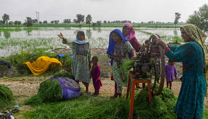 In this picture taken on August 26, 2022, flood-affected women chop animal feed beside damaged rice crops after heavy monsoon rains in Jacobabad, Sindh province of Pakistan. — AFP/File