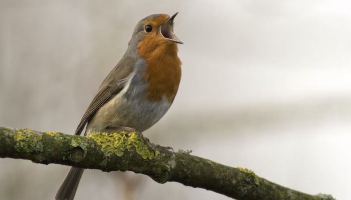 Study Shows Watching Hearing Birds Improves Well being For 8 Hours