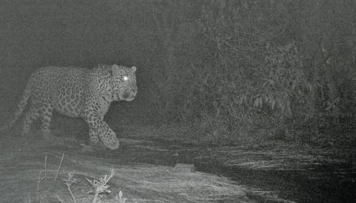 A leopard is spotted on camera at Margalla Hills National Park in Islamabad on March 26, 2020. - Courtesy Islamabad Wildlife Management Board