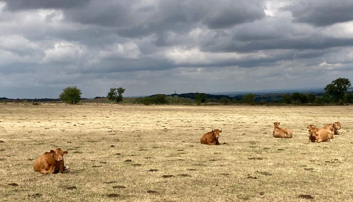 This photo taken on August 19, 2022 shows a herd of cows in a dried meadow following the recent heatwave in Vensat, southern France. — AFP