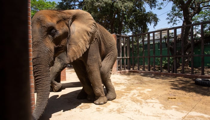 17-year-old African elephant Noor Jehan at the Karachi Zoo. — Four Paws