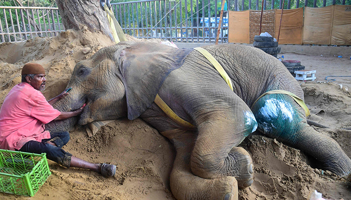 A mahout feeds elephant Noor Jehan at the Karachi Zoo in Karachi on April 14, 2023. — AFP