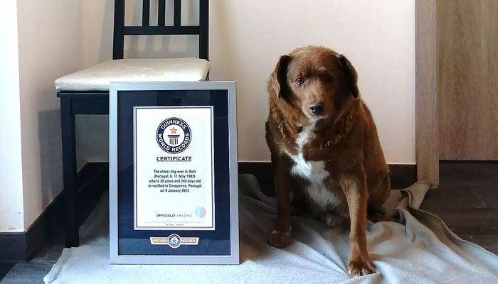 Bobi, the worlds oldest dog.—Guinness world records