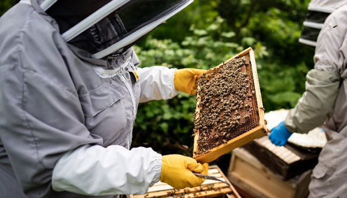 Royal family celebrates World Bee Day